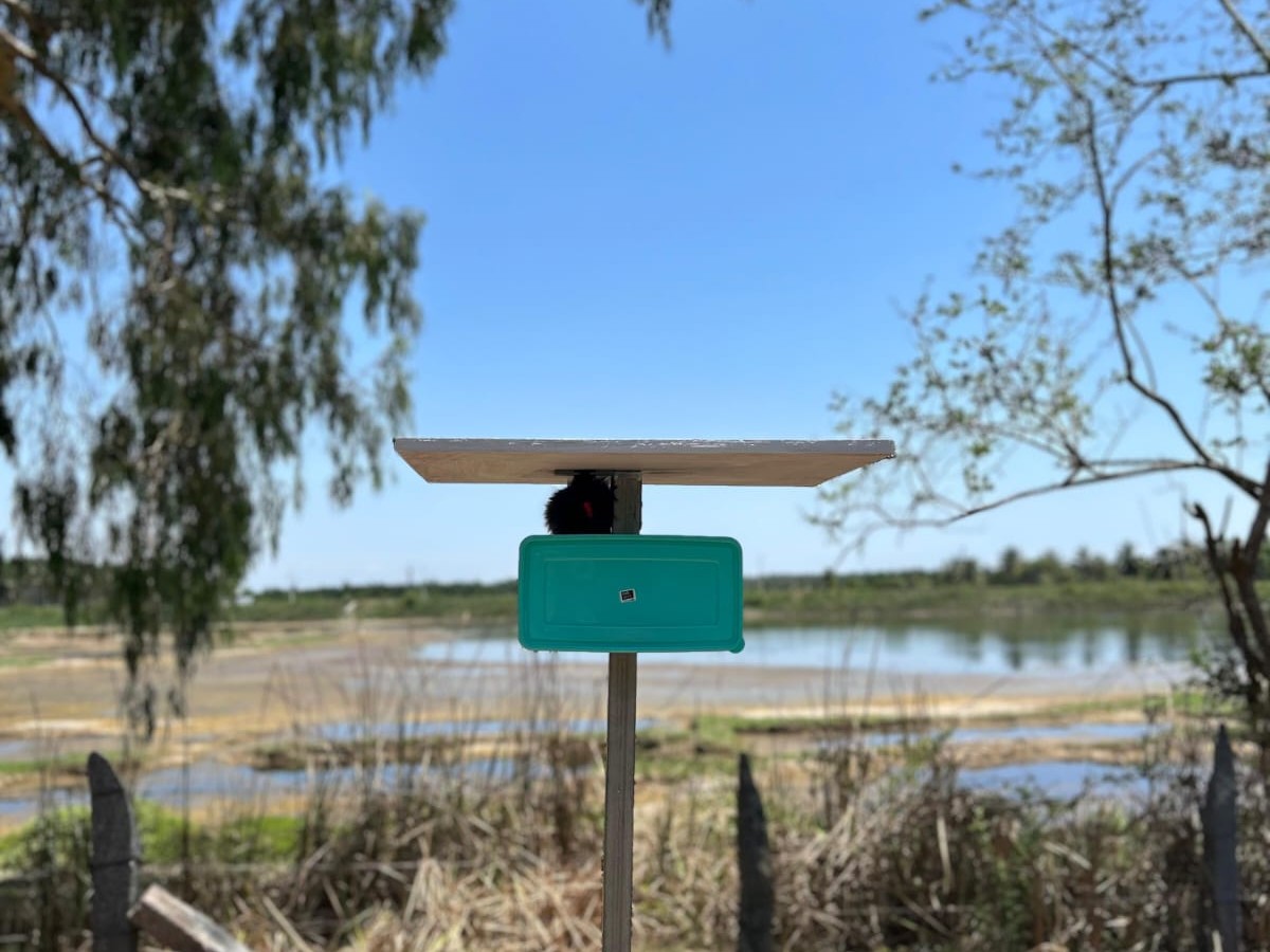 Efficiency of ABAD